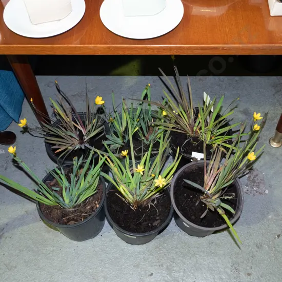 6x potted yellow eyed grasses