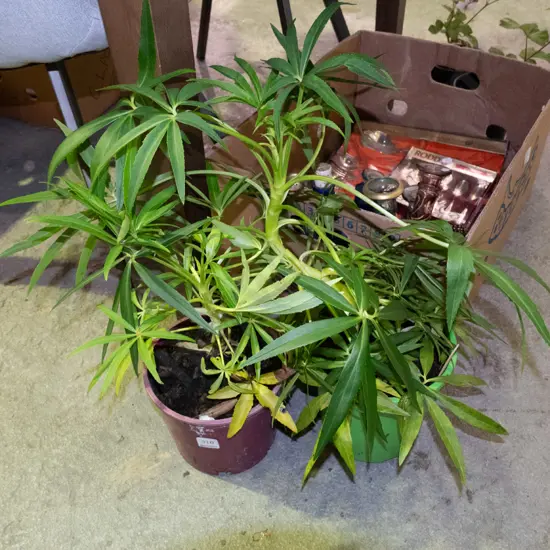 2x potted hellebores