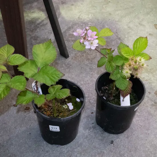 2x thornless blackberries