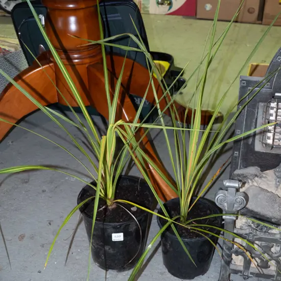 2x potted cabbage trees