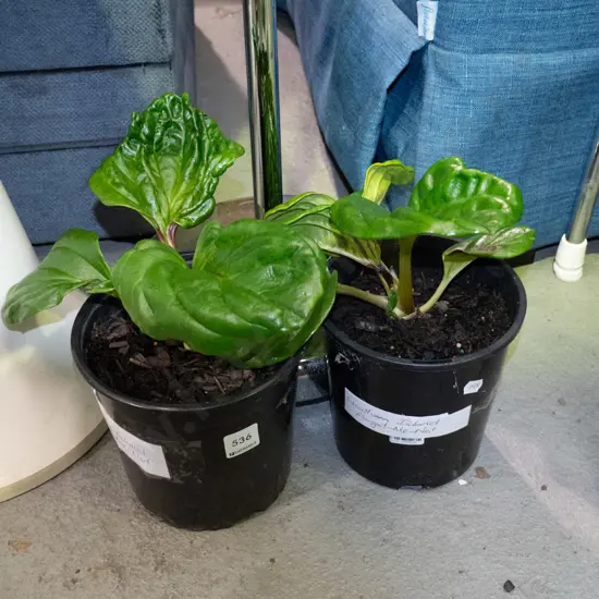 2x potted Chatham Island forget me nots