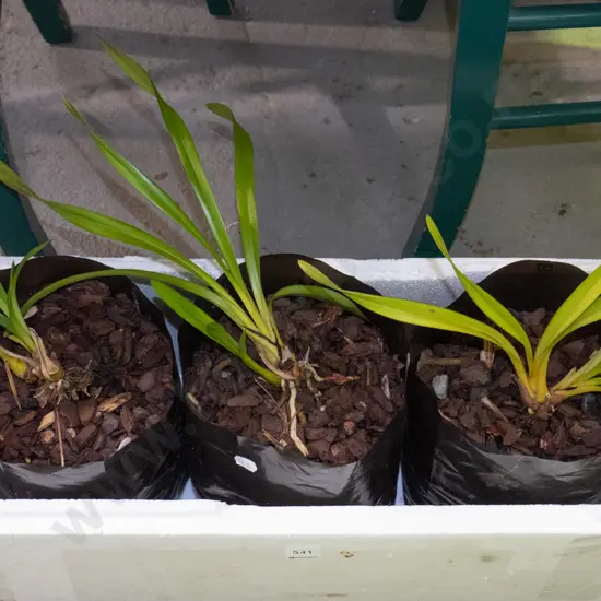 3x potted bags of orchids