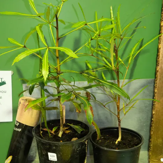 2x potted lancewoods