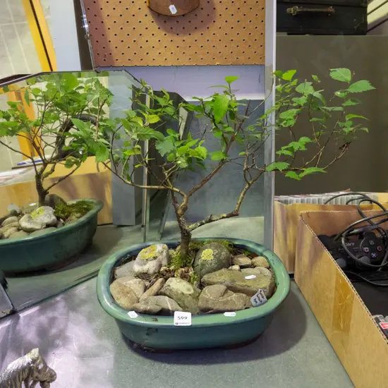 English elm bonsai