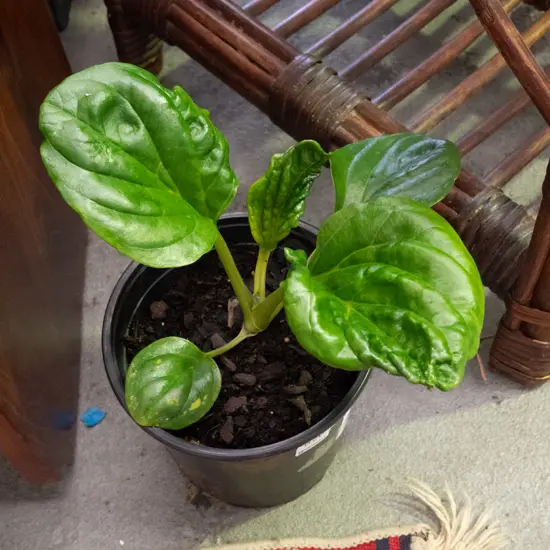 potted Chatham Island forget me nots