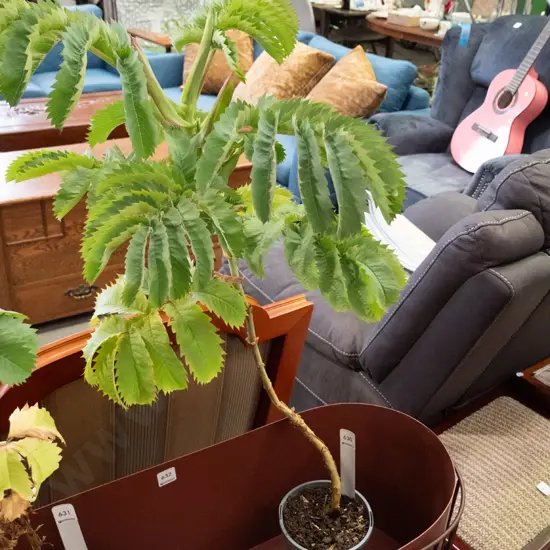 Melianthus potted shrub