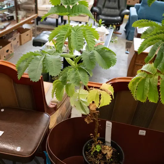 Melianthus potted shrub