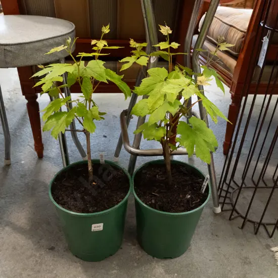 2x potted red grapes