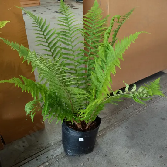 bagged large punga teee