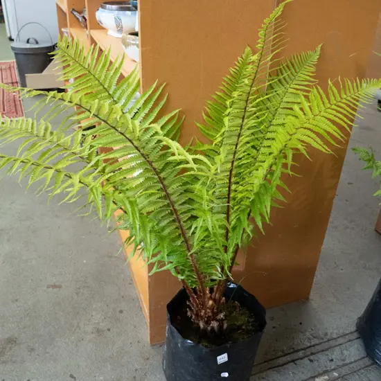 bagged large punga teee