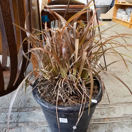 flax in blue glazed planter