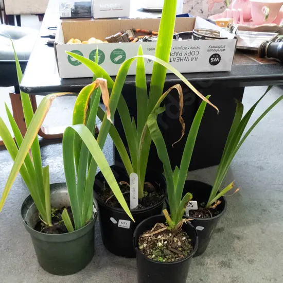 4x potted purple irises