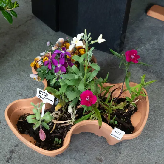 plastic planter, various pansies and sweet Williams