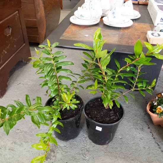 2x potted pohutakawa