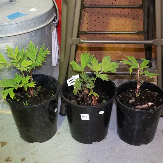 3x potted yellow tree peonies