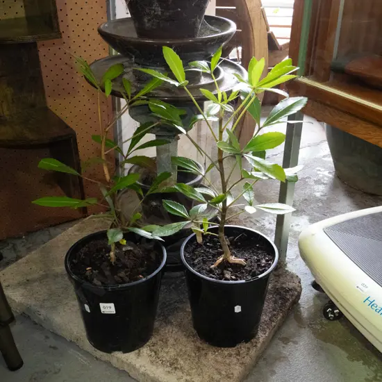 2x potted pseudopanax