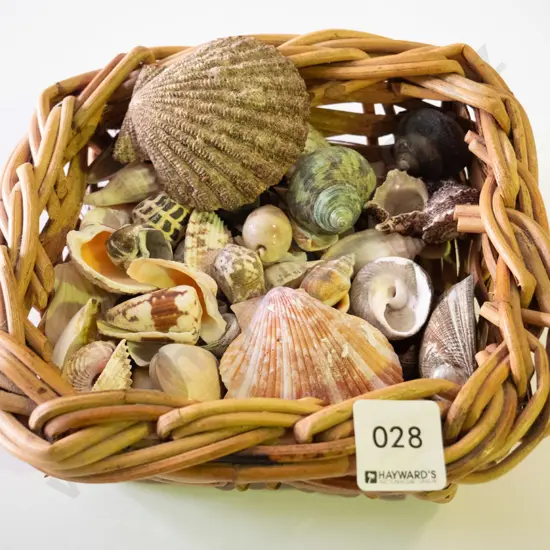 small basket of seashells