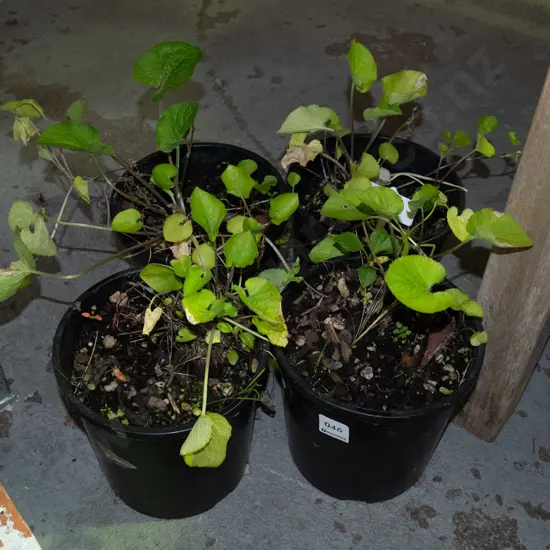 4x potted violets