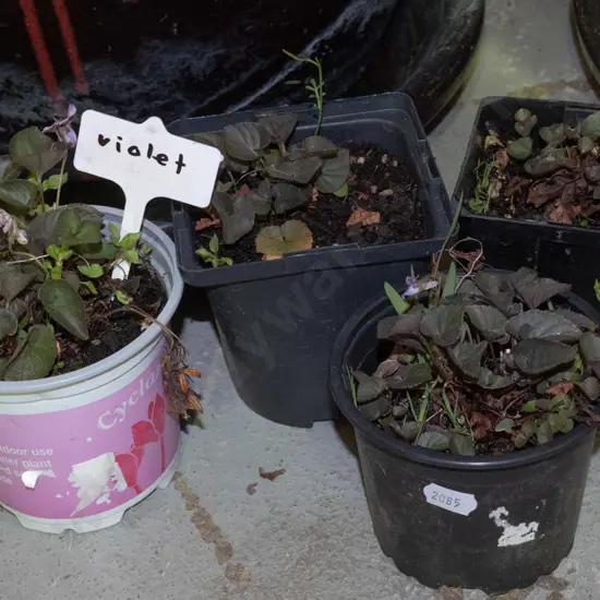 4x potted violets