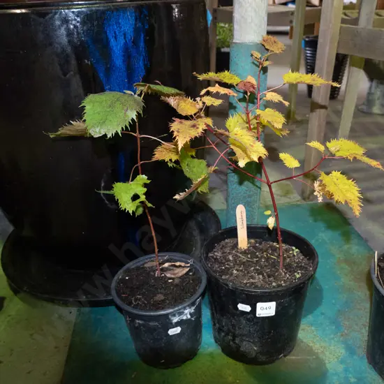 2x potted wineberry plants