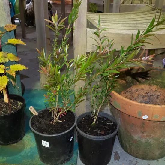 2x potted bottle brushes