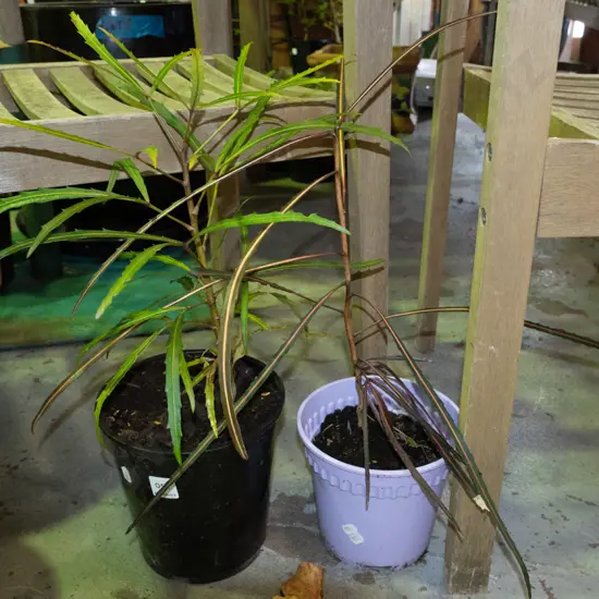 2x potted lancewoods