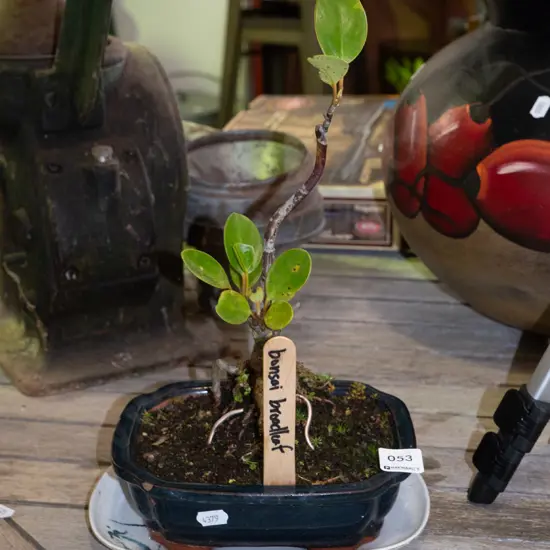 bonsai broadleaf in planter with tray Plant H-270