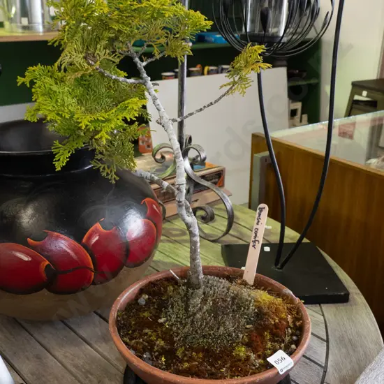 bonsai conifer in terracotta planter with tray Plant H-420