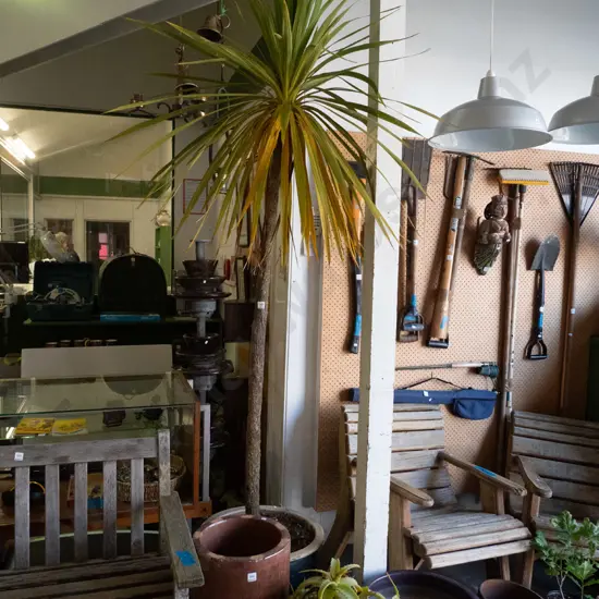 cabbage tree in blue glazed planter Plant H-2000