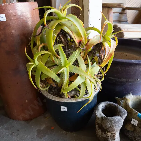 succulent in blue glazed planter