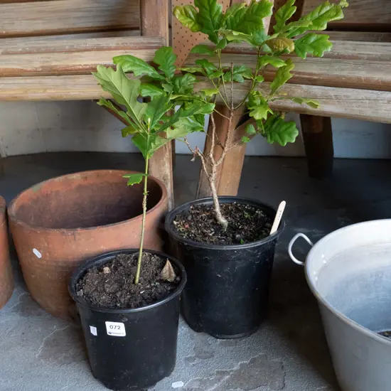 2x potted oak trees