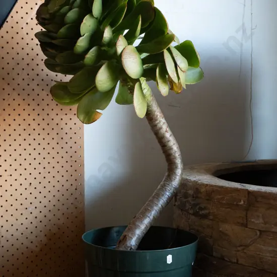 succulent in garden planter H-770