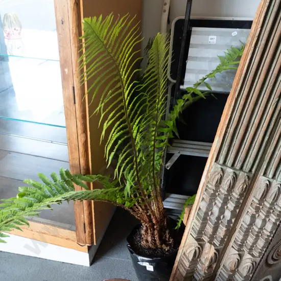 tree fern in bag