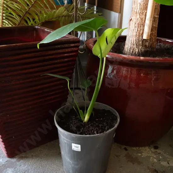 potted monstera deliciso
