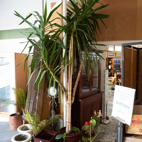 large multi trunk yucca in red glazed planter Plant H-3500