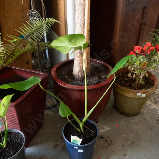 potted monstera deliciso