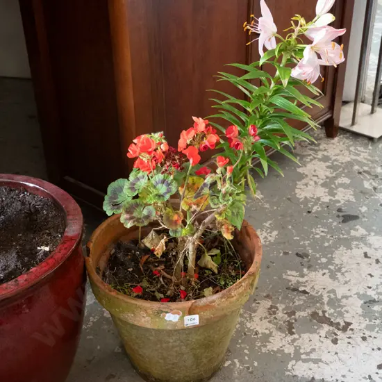 geranium and lily in terracotta planter