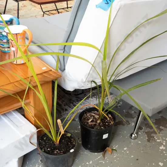 2x potted cabbage trees