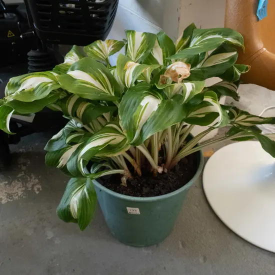 potted variegated hosta