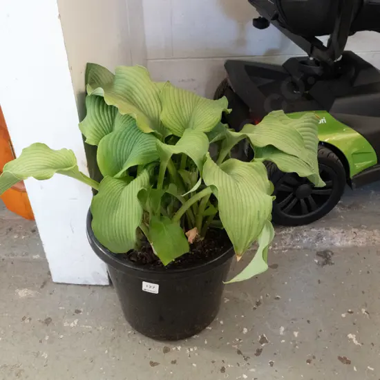 potted hosta