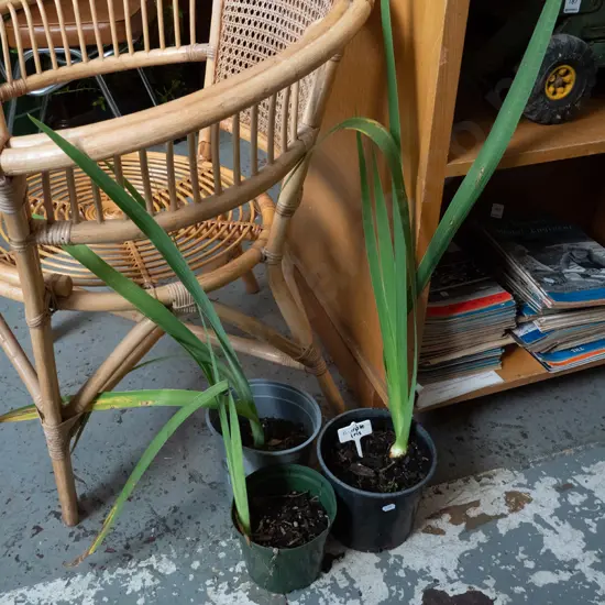 3x potted purple irises