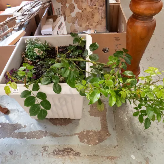 plastic planter with yellow rambling rose and 2 other plants