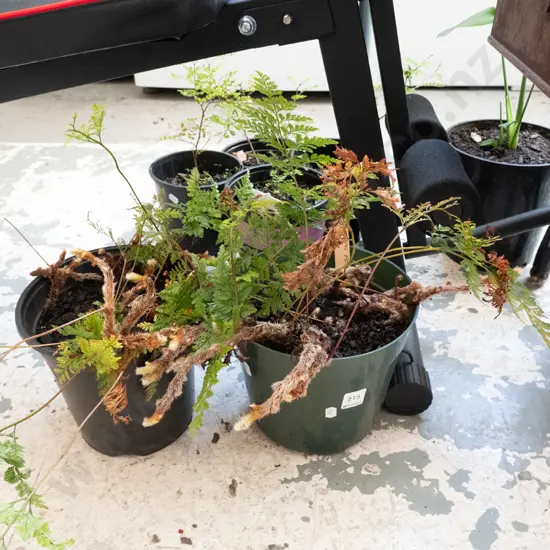 2x potted haresfoot ferns