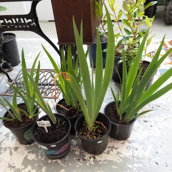 5x potted mini purple irises