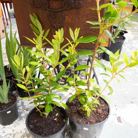 2x potted pohutakawa