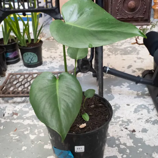 potted monstera deliciso