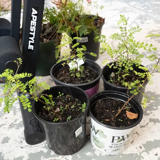 4x small potted kowhai