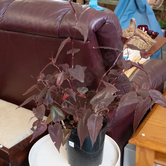 potted red dragon persicaria