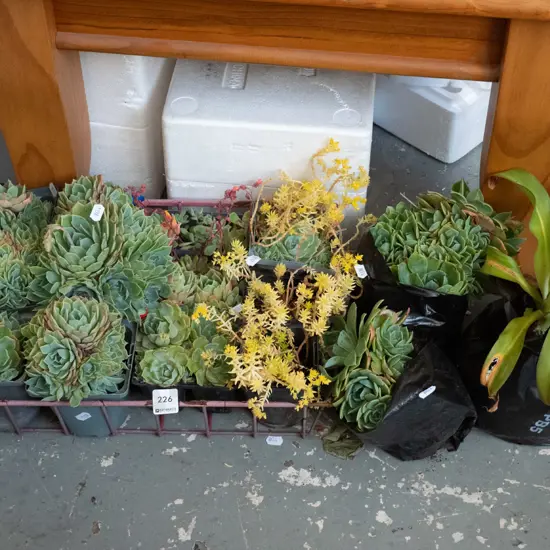 assorted succulents, reinga reinga