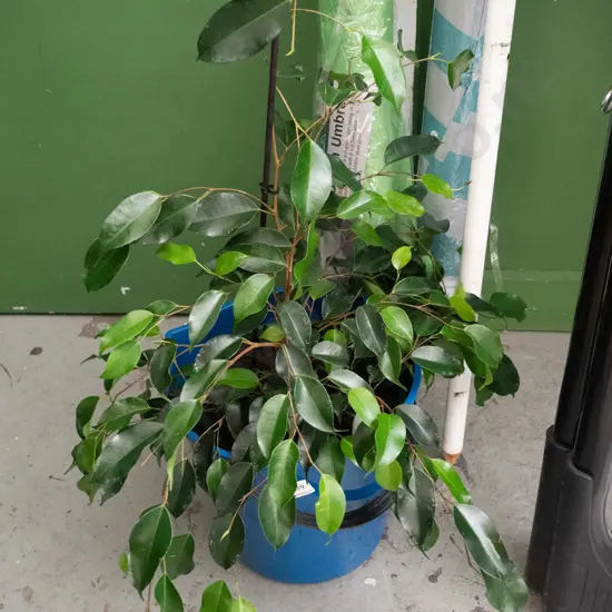 potted Ben fiscus in blue plastic bucket